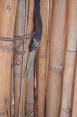 Philothamnus semivariegatus