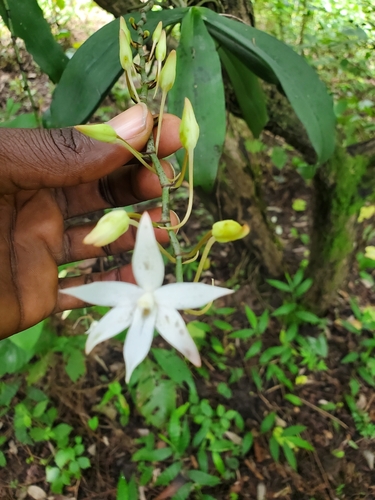 Aerangis biloba (Lindl.) Schltr. 2