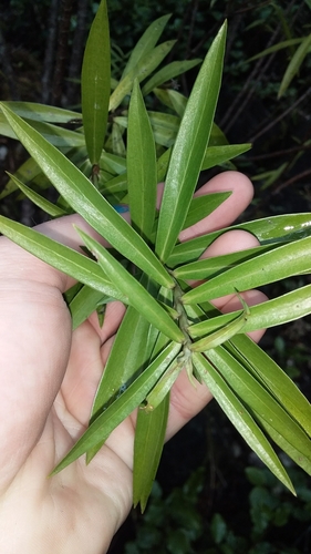 Image of Pimelea longifolia by no rights reserved