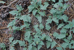 Phacelia hydrophylloides