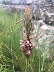 Satyrium cristatum