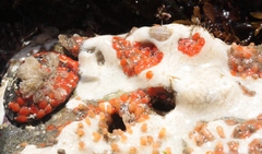 Metandrocarpa taylori