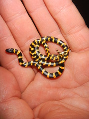 Homoroselaps lacteus