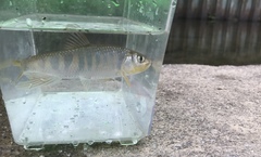 Opsariichthys evolans