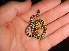 Homoroselaps lacteus