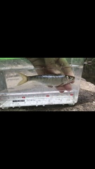 Opsariichthys evolans