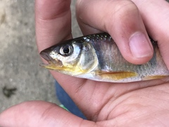 Opsariichthys evolans