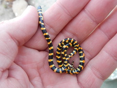 Homoroselaps lacteus