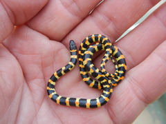 Homoroselaps lacteus