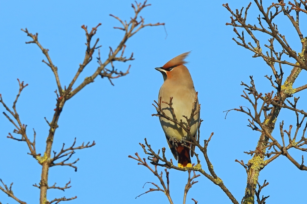 Eurasian Waxwing