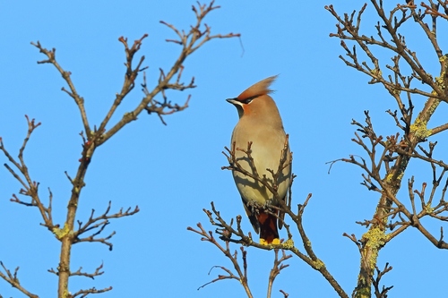 Eurasian Waxwing