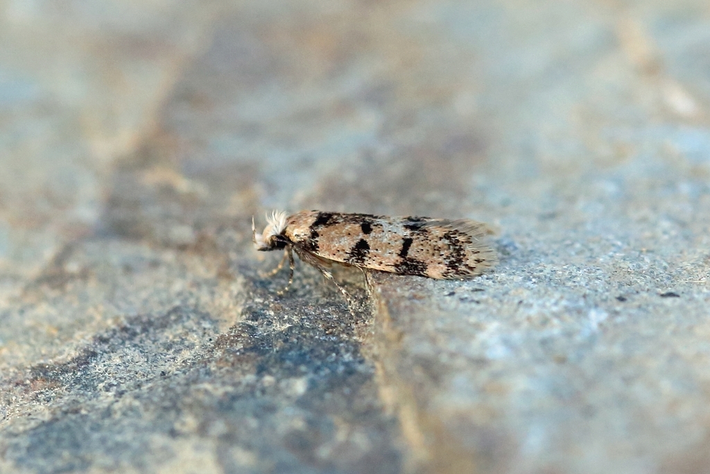 Symmoca revoluta