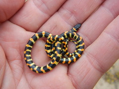 Homoroselaps lacteus