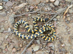 Homoroselaps lacteus