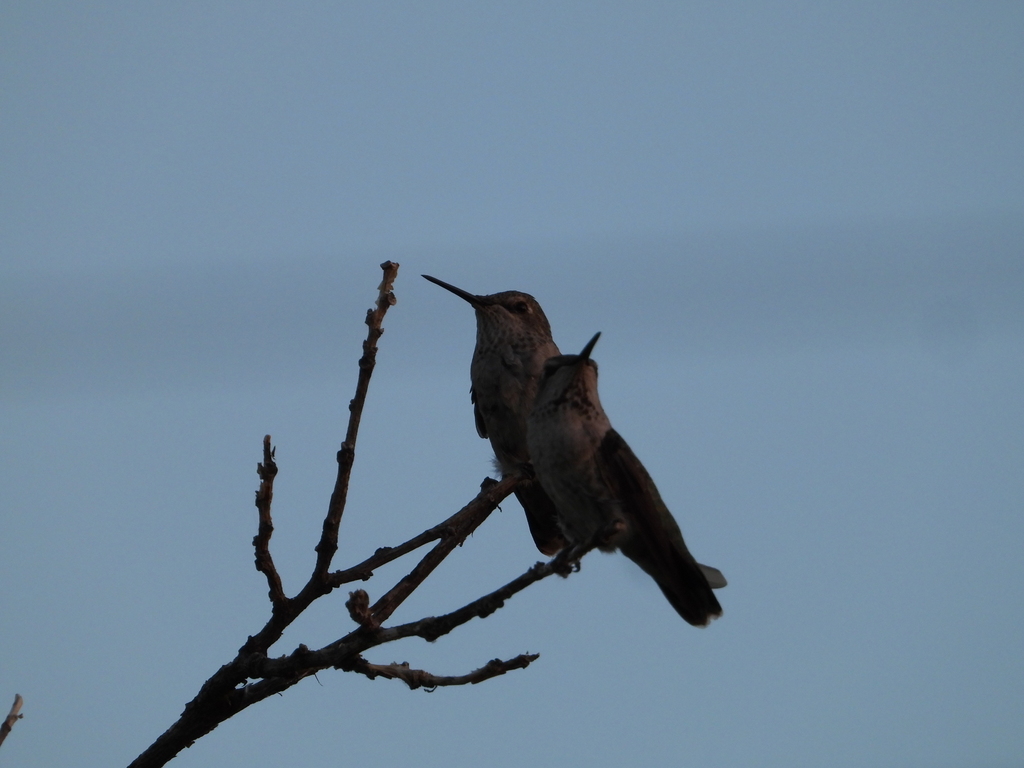anna-s-hummingbird-from-bella-vista-ca-usa-on-august-19-2023-at-07