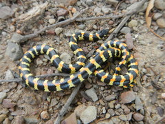 Homoroselaps lacteus