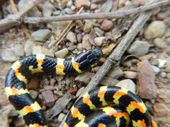 Homoroselaps lacteus