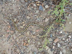 Homoroselaps lacteus