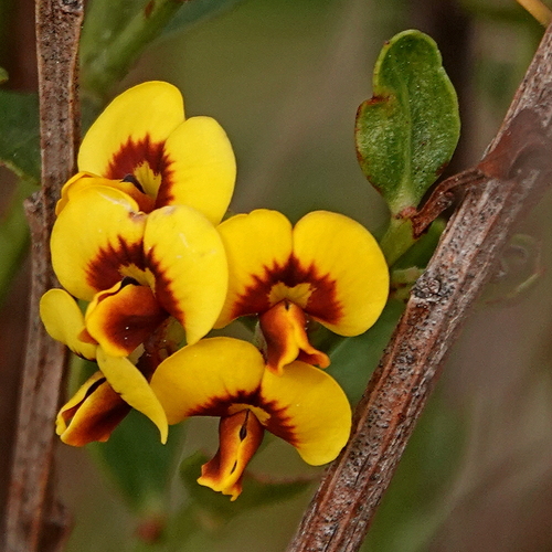 box-leaf bitter-pea (Daviesia buxifolia)