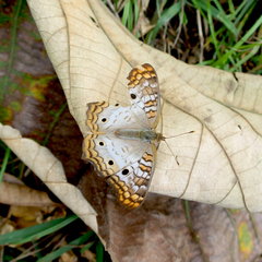 Anartia jatrophae guantanamo