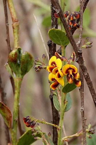 Image of Daviesia buxifolia by (c) Max Campbell, some rights reserved (CC BY)