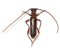 Ossibia fuscata