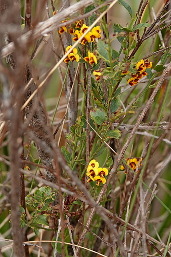 Image of Daviesia buxifolia by (c) Max Campbell, some rights reserved (CC BY)