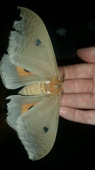 Pseudobunaea pallens