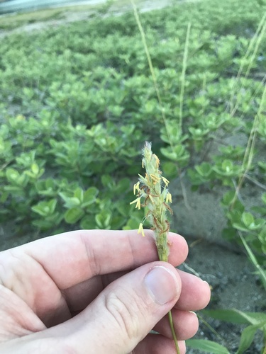 Asian murainagrass (Ischaemum anthephoroides)