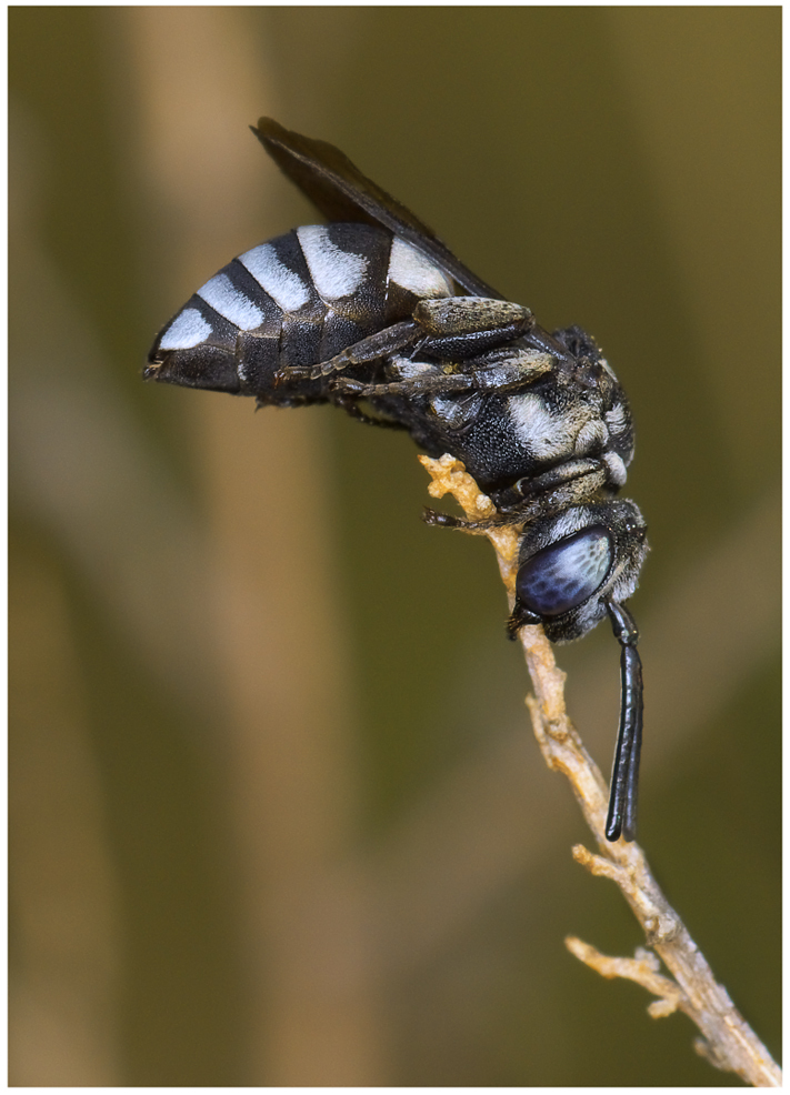 Triepeolus tristis