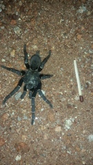 Pterinochilus murinus
