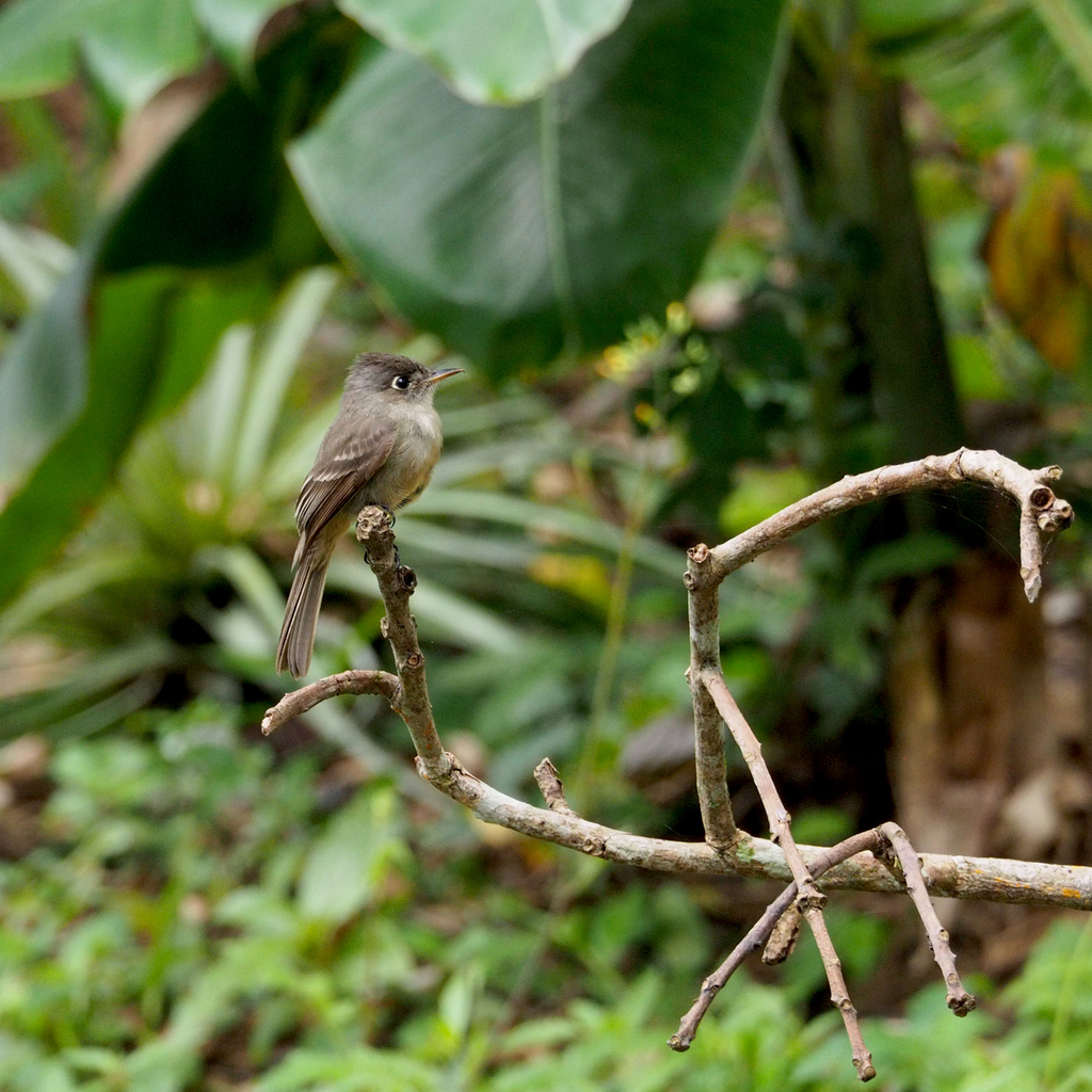 Contopus caribaeus caribaeus