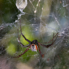 Cyrtophora guangxiensis