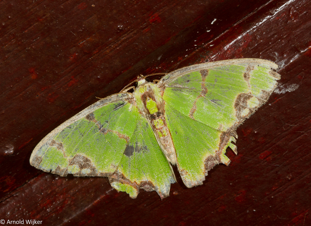 Agathia eromenoides