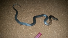 Naja nigricollis