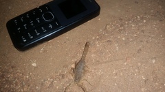 Hottentotta eminii