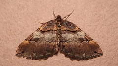 Earophila badiata