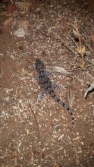 Chondrodactylus turneri