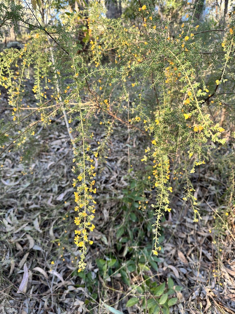 Hairy Bush Pea From Springwood Conservation Park Springwood Qld Au On August At