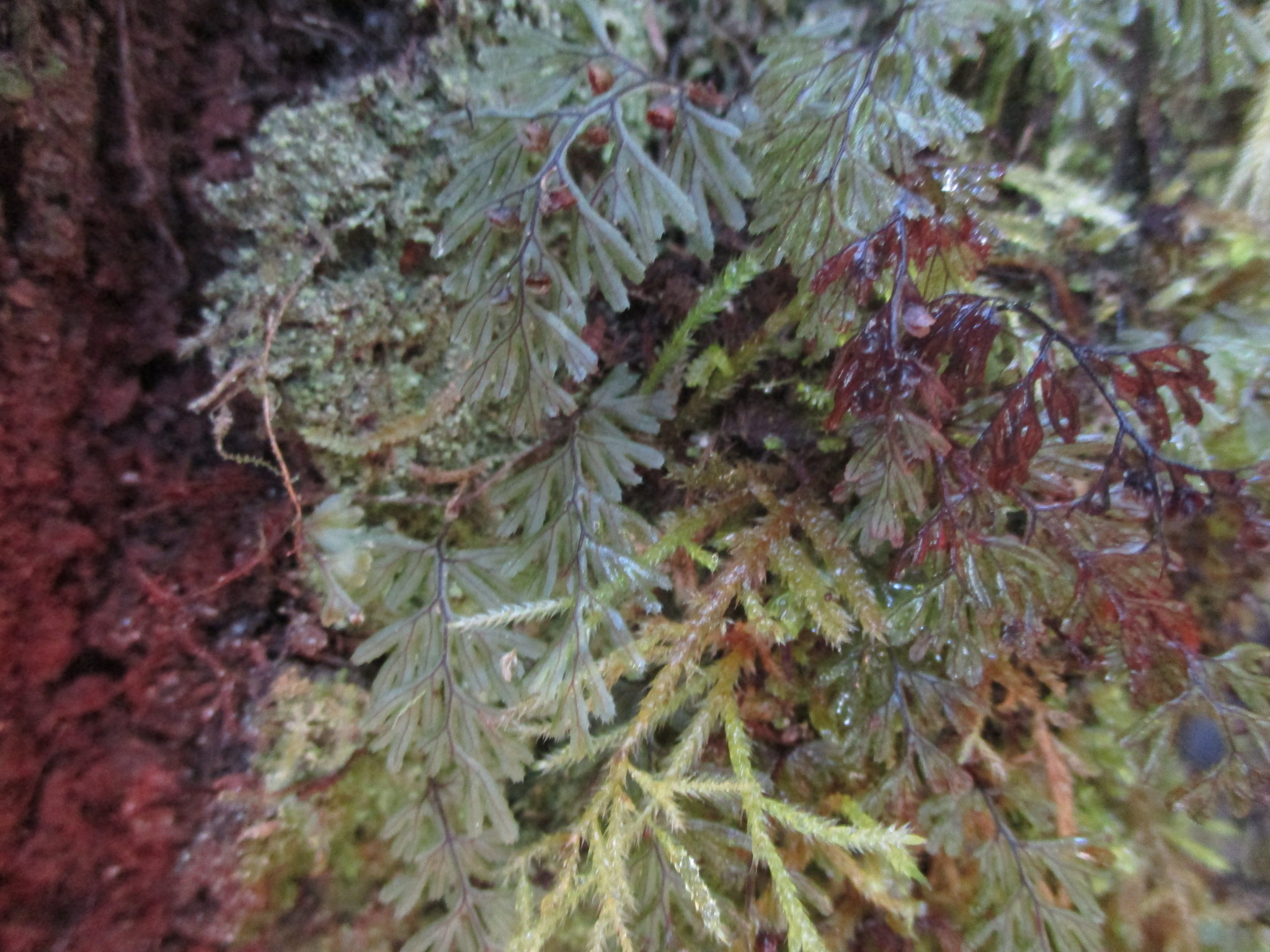 Hymenophyllum tunbrigense image