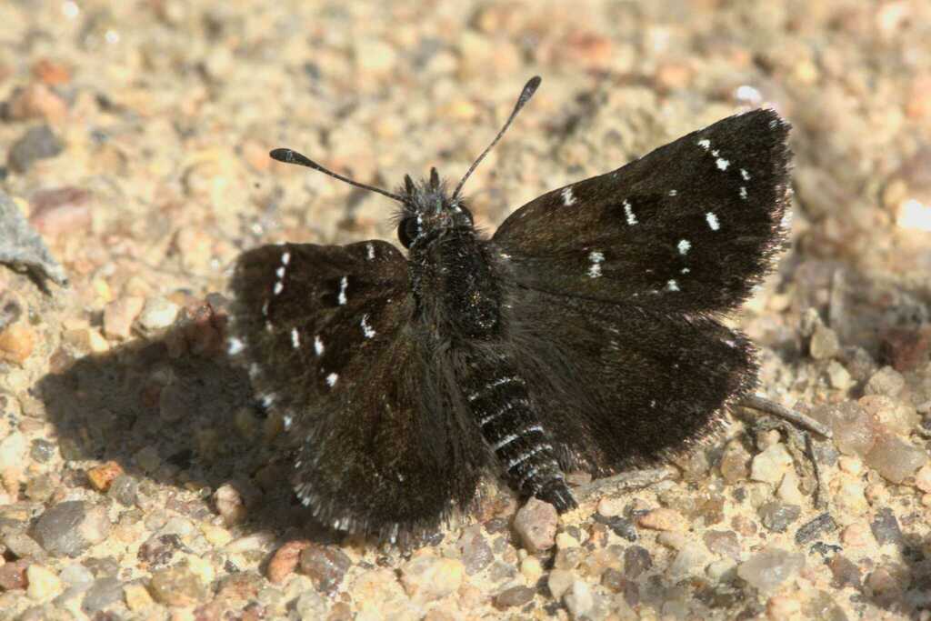 Namaqua Dancer