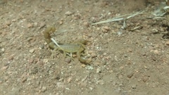 Hottentotta eminii