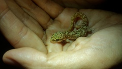 Hemidactylus squamulatus