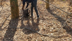 Dendroaspis polylepis