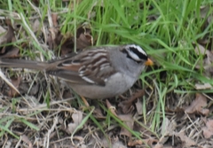 Zonotrichia leucophrys