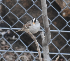 Zonotrichia leucophrys