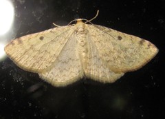 Epiphryne undosata