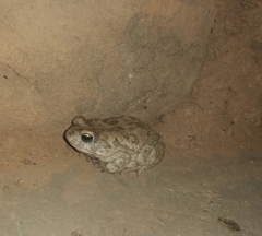 Sclerophrys pusilla