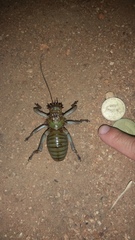 Spalacomimus magnus