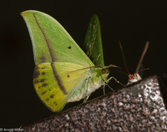 Tanaorhinus malayanus